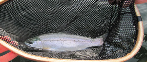 rainbow trout fly fishing catch and release
